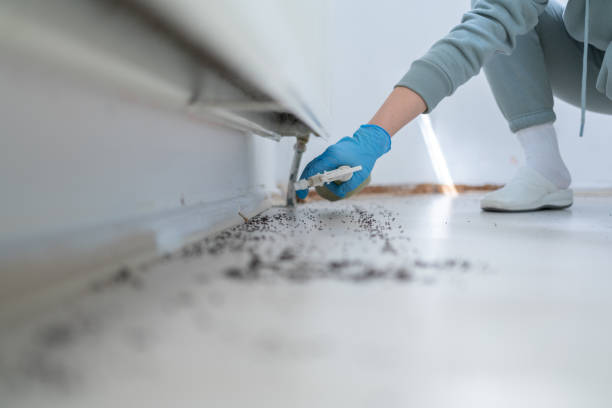 Best Wasp Removal Services  in Plains, MT